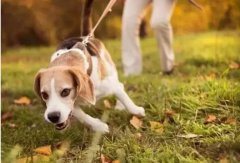 狗狗是如何舒緩壓力的呢？