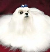 冬天寵物毛發(fā)靜電怎么辦？