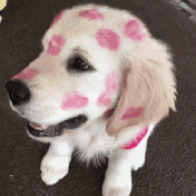 我家狗，在外面有人了！