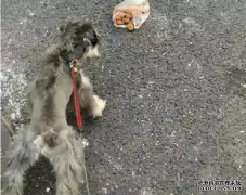 <b>狗狗亂撿東西吃怎么辦？——寵物百科知識</b>