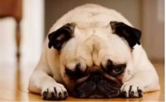 <b>狗狗口臭怎么辦？</b>