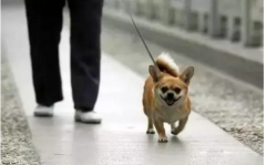 你真會遛狗嗎？-遛狗的過程中需要注意的一些問