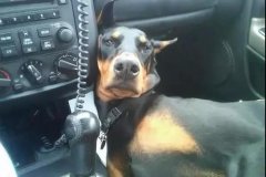 開車載狗雖拉風，背后的安全隱患你又知多少？