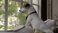 狗狗的十個有趣的小心思，你可一定要知道！