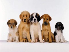 擁有“招狗體質”是種什么樣的體驗？