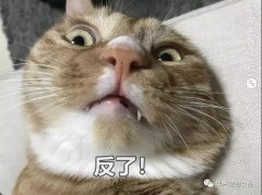 為何貓咪不喜被主人親吻？華興寵物食品