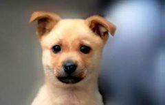 小土狗，也很可愛(ài)呀！