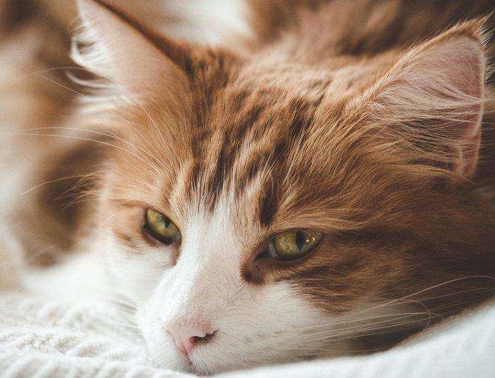 面對壞脾氣的貓咪我們該怎么辦呢？