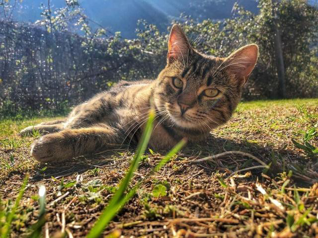 貓咪在春天容易感冒，平時應該注意什么呢？