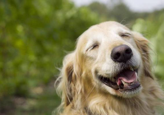 別再誤會狗狗了，它的這些行為，內心想法是這樣的
