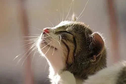 養(yǎng)貓忠告：這3件事一定要做，還有3件事千萬不要做！